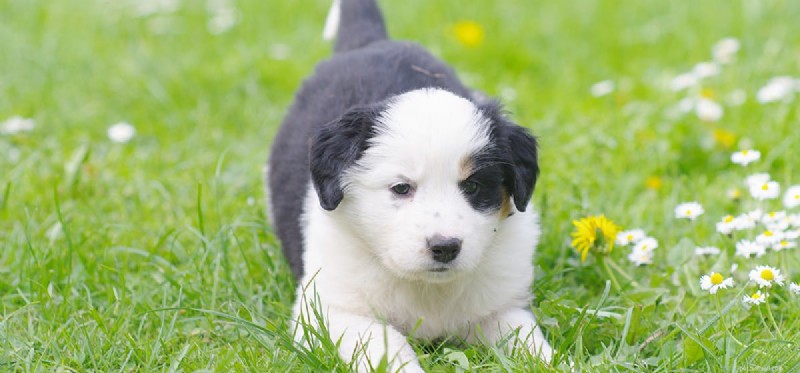 Can Dogs Catch Colds and Flu? What You Need to Know