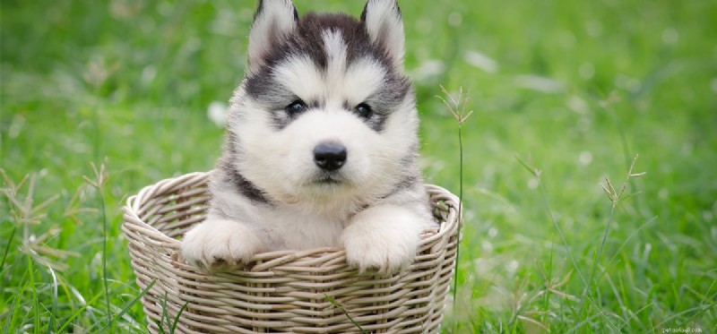 Can a Neutered Dog Be Reversed?