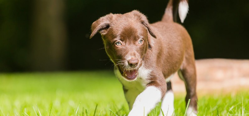 Can Dogs Catch Colds and Flu? What You Need to Know