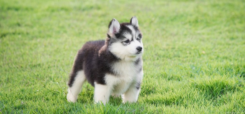 Can a Neutered Dog Be Reversed?