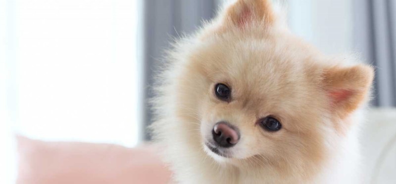 Can a Spayed Dog Be Unspayed? What You Need to Know