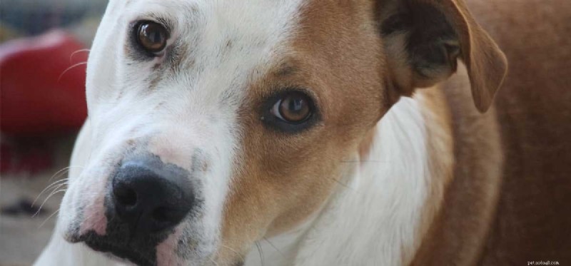 Can a Spayed Dog Be Unspayed? What You Need to Know