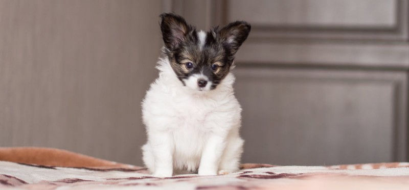 Can a Neutered Dog Be Reversed?