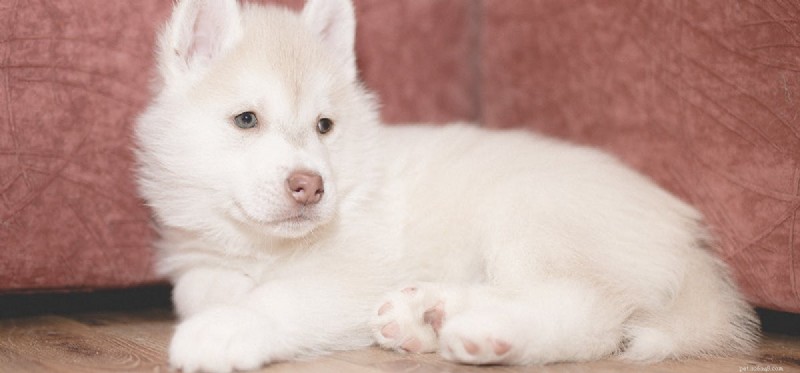 Can a Spayed Dog Be Unspayed? What You Need to Know