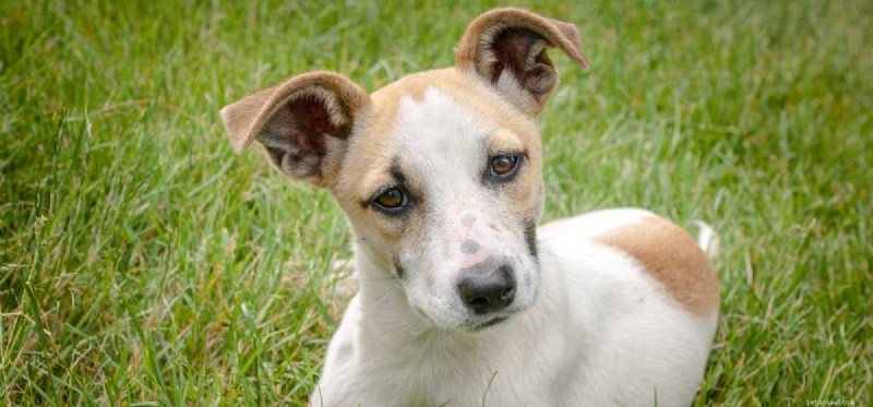 Can a Spayed Dog Be Unspayed? What You Need to Know