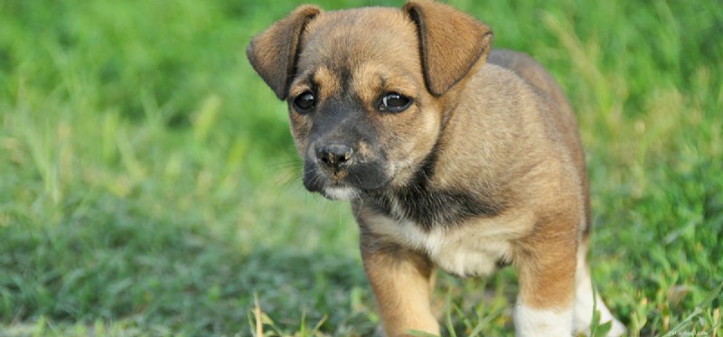 Do Dogs Get Upset? Understanding and Responding to Their Emotions