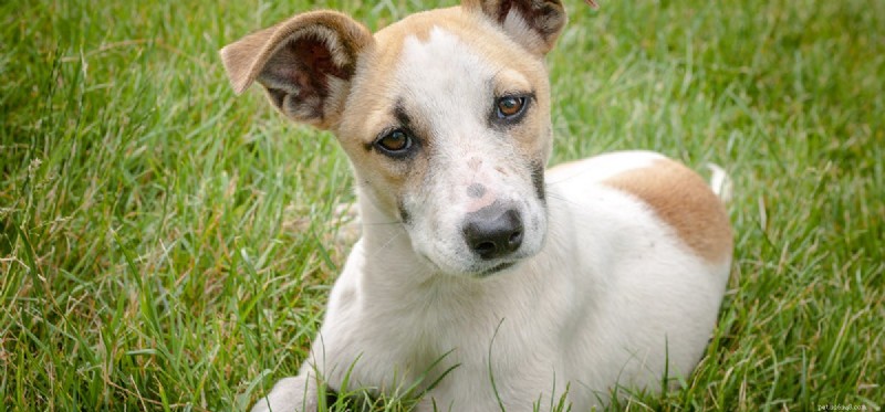 Do Dogs Get Upset? Understanding and Responding to Their Emotions