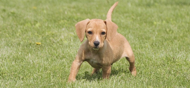 Do Dogs Get Upset? Understanding and Responding to Their Emotions