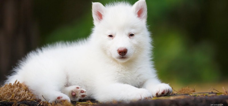 Are Dogs Capable of Vindictive Behavior? Understanding Their Actions