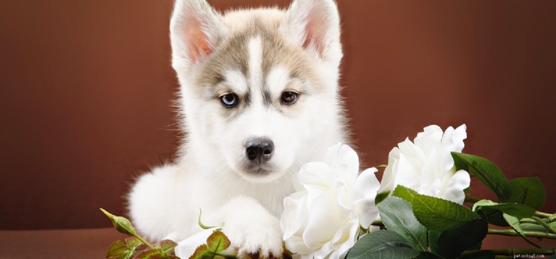 Are Dogs Capable of Vindictive Behavior? Understanding Their Actions