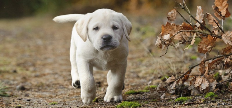 Are Dogs Capable of Vindictive Behavior? Understanding Their Actions