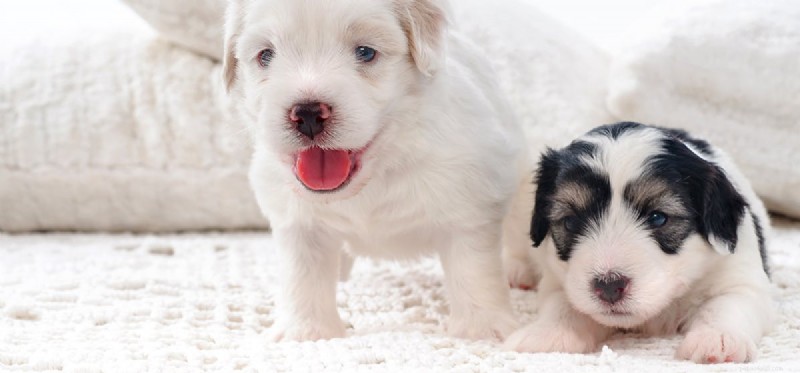 Why Dogs Are Vulnerable: Protecting Their Well-Being