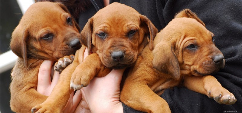 Why Dogs Are Vulnerable: Protecting Their Well-Being