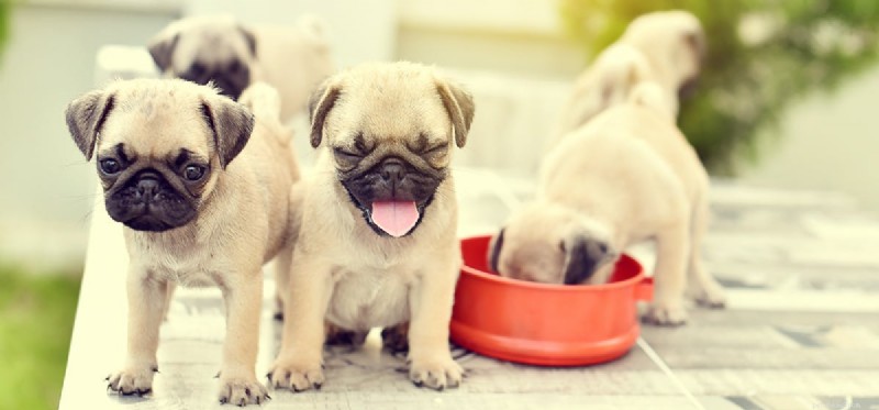 Why Dogs Are Vulnerable: Protecting Their Well-Being