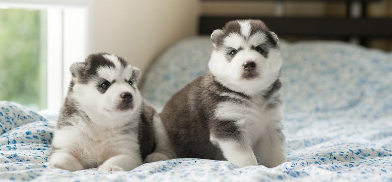Why Dogs Are Vulnerable: Protecting Their Well-Being