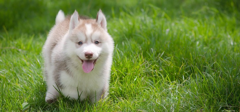 Can Dogs Contract and Carry Streptococcal Throat? Key Facts You Should Know
