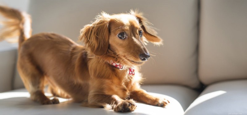 Can Dogs Contract and Carry Streptococcal Throat? Key Facts You Should Know
