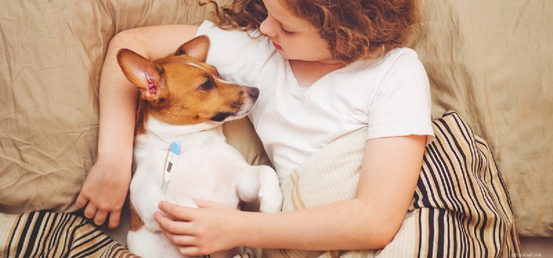 Can Dogs Catch the Flu? What You Need to Know