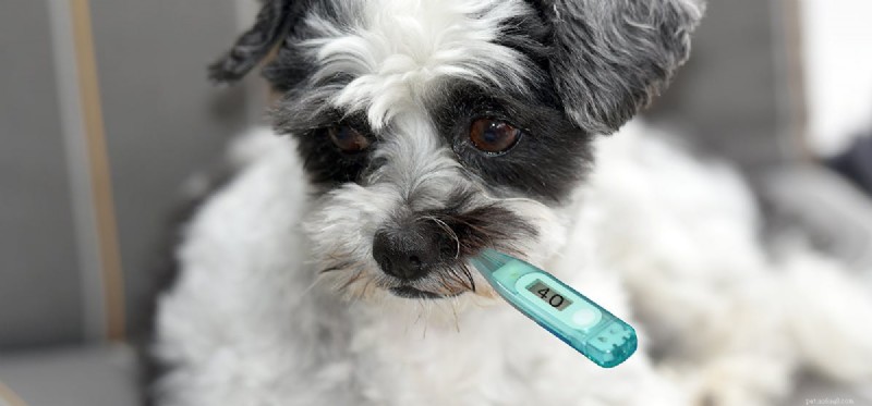 Can Dogs Catch the Flu? What You Need to Know