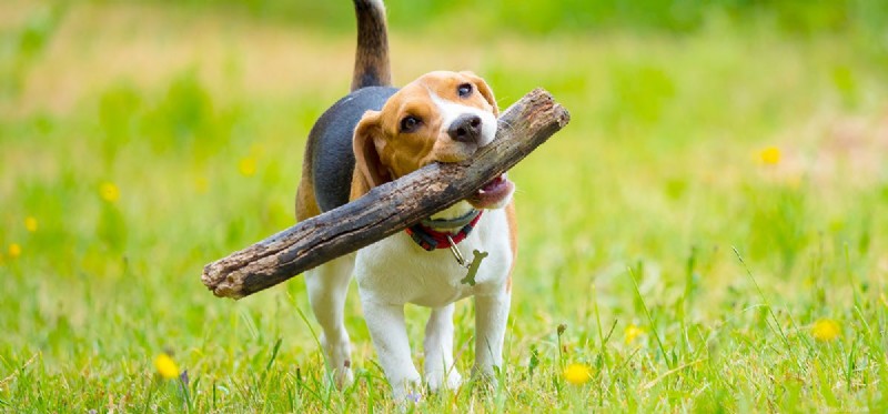 Is It Safe for Dogs to Chew on Sticks? A Comprehensive Guide