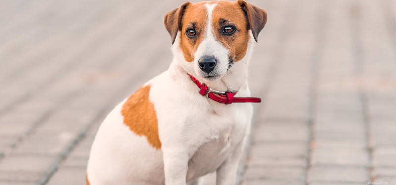 Why Dogs Should Never Chew Gum: Health Risks Explained