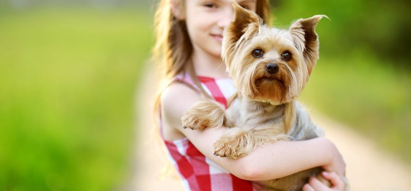 Why Dogs Should Never Chew Gum: Health Risks Explained