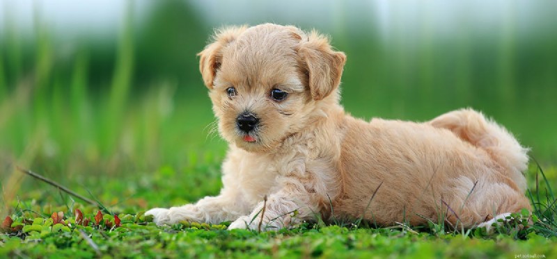 Why Dogs Should Never Chew Gum: Health Risks Explained