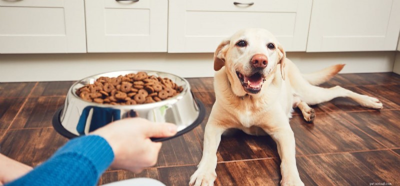 Preventing Dog Choking: Signs, Safety Tips, and Emergency Actions