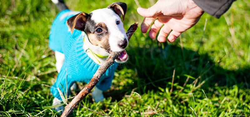 Is It Safe for Dogs to Chew on Sticks? A Comprehensive Guide