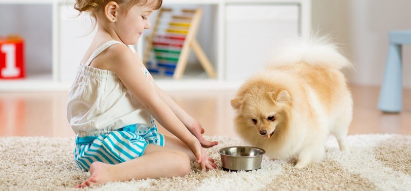Preventing Dog Choking: Signs, Safety Tips, and Emergency Actions