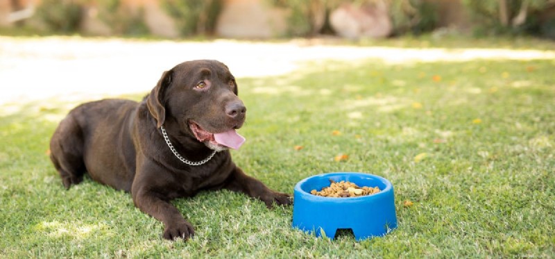 Preventing Dog Choking: Signs, Safety Tips, and Emergency Actions