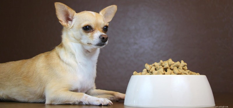 Preventing Dog Choking: Signs, Safety Tips, and Emergency Actions