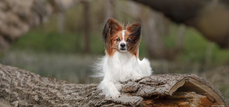 Can Dogs Really Climb Trees? What You Need to Know