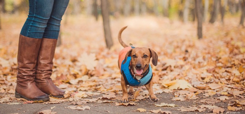 Can Dogs Really Climb Trees? What You Need to Know