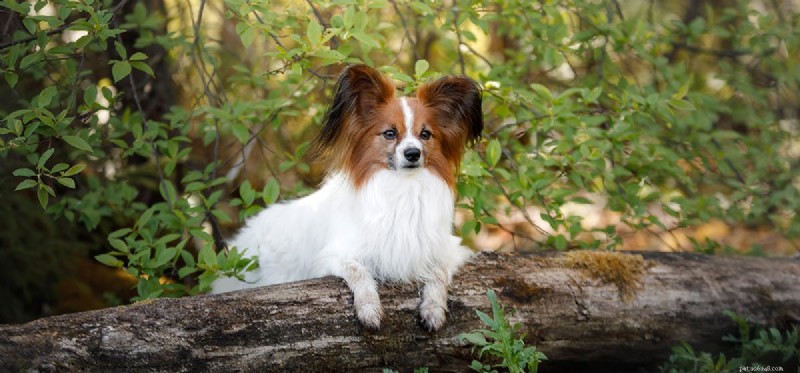 Can Dogs Really Climb Trees? What You Need to Know