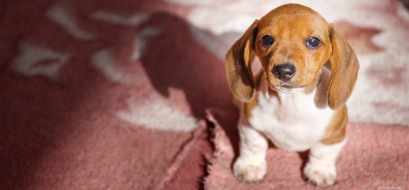 What Causes Dogs to Cough: Signs, Causes, and When to Seek Veterinary Care