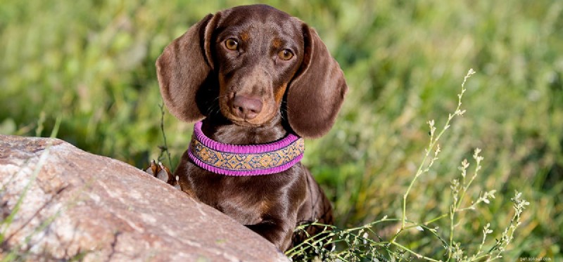 What Causes Dogs to Cough: Signs, Causes, and When to Seek Veterinary Care
