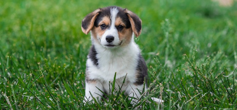 What Causes Dogs to Cough: Signs, Causes, and When to Seek Veterinary Care