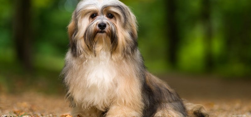 What Causes Dogs to Cough: Signs, Causes, and When to Seek Veterinary Care
