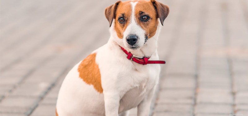 Can Dogs Detect Carbon Monoxide? What They Really Sense