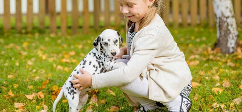 Can Dogs Detect Carbon Monoxide? What They Really Sense