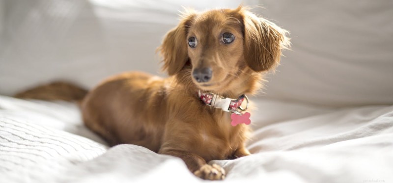 Can Dogs Detect Carbon Monoxide? What They Really Sense