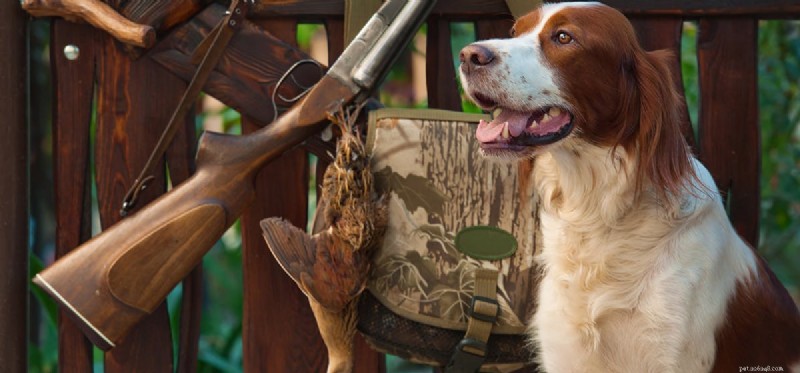 Can Dogs Detect Gunpowder? How K‑9s Find Firearms