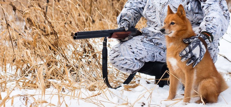 Can Dogs Detect Gunpowder? How K‑9s Find Firearms