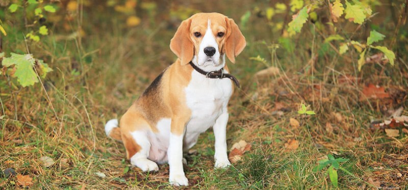 How Dogs Can Detect Mold: Training, Breeds, and Benefits