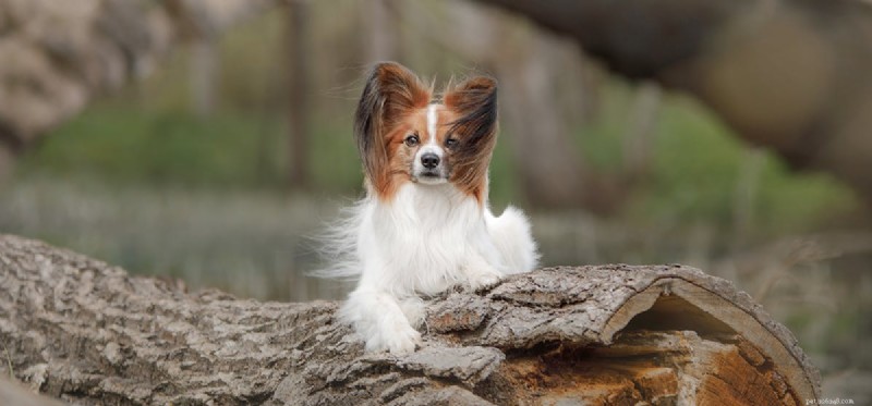 How Dogs Can Detect Mold: Training, Breeds, and Benefits