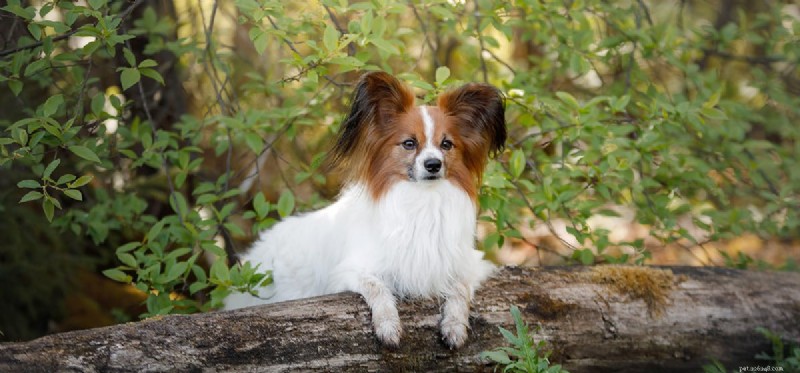 How Dogs Can Detect Mold: Training, Breeds, and Benefits