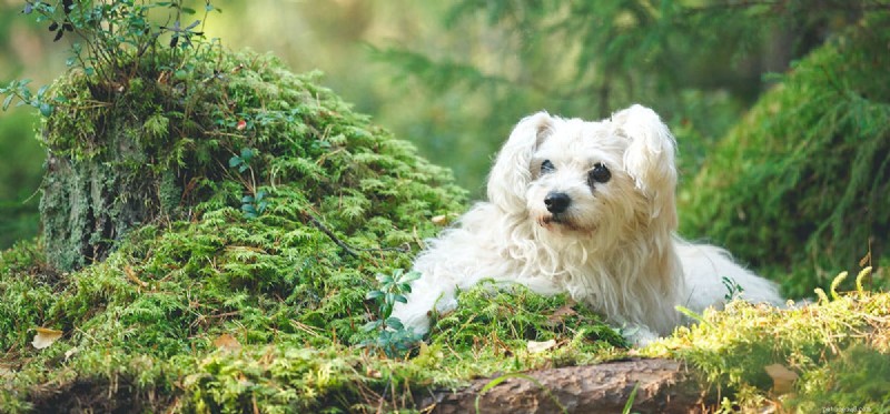 How Dogs Can Detect Mold: Training, Breeds, and Benefits