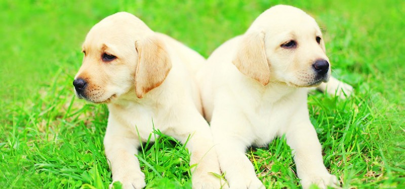 Can Dogs Detect Termites? Proven Detection Techniques Explained