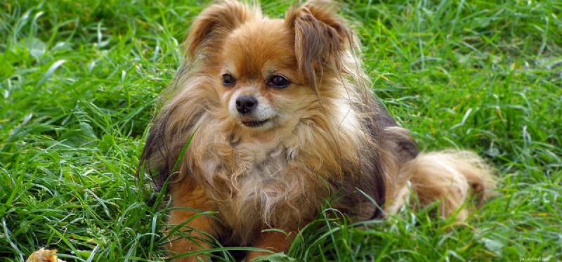 Can Fleas Kill Your Dog? Understanding the Risks and Prevention